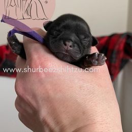 Shih Tzu Puppies from Shurbeez Shih Tzu