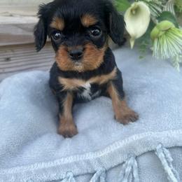 Male 1 - Black and tan male Cavalier King Charles Spaniel puppy in Greensburg, Kentucky from Kentucky Cavalier King Charles Spaniels