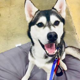 Siberian Huskies from Lumina