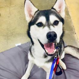 Siberian Huskies from Lumina