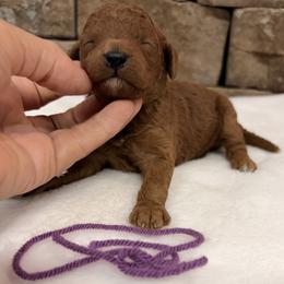 Purple Collar Boy - Red  male Goldendoodle puppy in Cullman, Alabama from My Awesome Rover