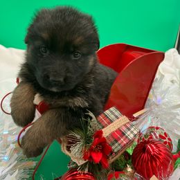 Cozy - Black and tan female German Shepherd puppy in Walla Walla, Washington from Silver Knight Shepherds