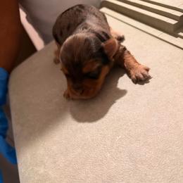 Boy 3 - Parti male Yorkshire Terrier puppy in Lumberton, North Carolina from Shaquitta's Yorkshire Terriers