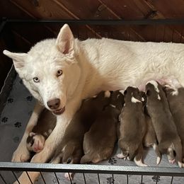 Pixie - Siberian Husky