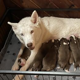 Pixie - Siberian Husky