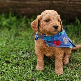 Nutmeg- Blue Collar - Red  male Goldendoodle puppy in Bonham, Texas from Happy Valley Puppies