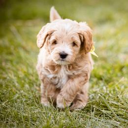 Goldendoodle Puppies from Dean Doodles