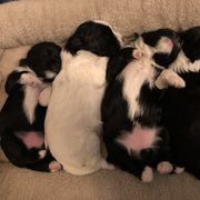 Lowchen puppies from Dragonne Lowchen