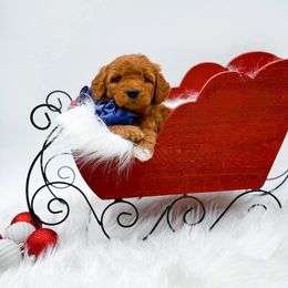 Dasher - Red  male Goldendoodle puppy in North Carolina from NC Doodle Puppies