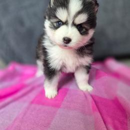 Holland - Black and white female Pomsky puppy in Mc Callsburg, Iowa from SZ Rolling Acres LLC