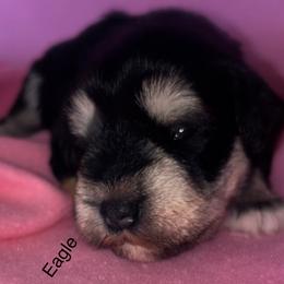 Eagle-Girl  3 - Black and silver female Miniature Schnauzer puppy in Granville, Ohio from Shull Mini Schnauzers