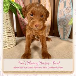 Reed - Red  male Goldendoodle puppy in Waterford, Michigan from Oh My Doodness!