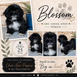 Blossom - Black female Lhasa Apso puppy in Middleburgh, New York from Top Knotch