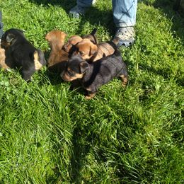 Australian Terrier Puppies from Heit Farm