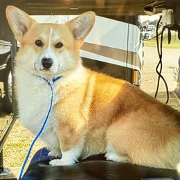 Dawson - Pembroke Welsh Corgi