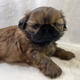 Shih Tzu Puppies from Little Miracles Shih Tzu