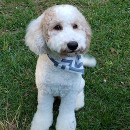 Axl - Cockapoo