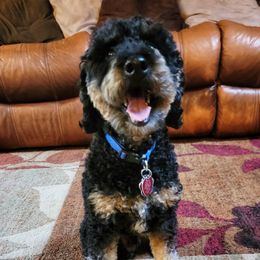 Armani - Poodle