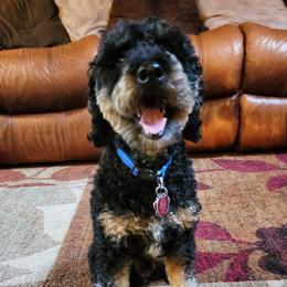 Armani - Poodle