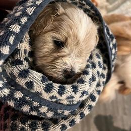 Koko - White female Miniature Schnauzer puppy in Port Orchard, Washington from Silver Bells Miniature Schnauzers