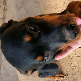 Girl 2 - Black and mahogany Rottweiler puppy in Houston, Texas from Wards Pups