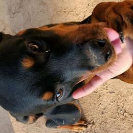 Girl 2 - Black and mahogany Rottweiler puppy in Houston, Texas from Wards Pups