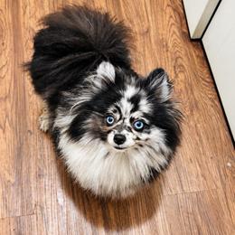 Scarlett - Pomeranian