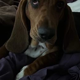 Basset Hound and Collie Puppies from Collegiate Bassets and Rheign Collies