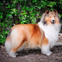 Shetland Sheepdog All Grown Up from Leigh Hi Shelties