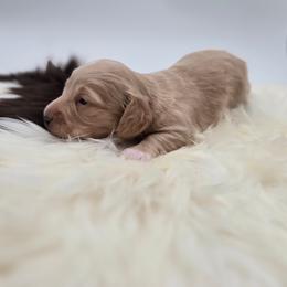 Muffy - Cream female Dachshund puppy in Nine Mile Falls, Washington from River Run Doxies