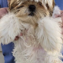 Shih Tzus from Leia Queen Kennel