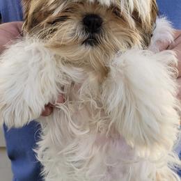 Shih Tzus from Leia Queen Kennel