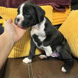 Girl 1 - Brindle female Boxer puppy in Staatsburg, New York from Rumors of Luv Boxers