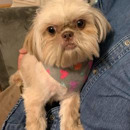 Fitty - Shih Tzu