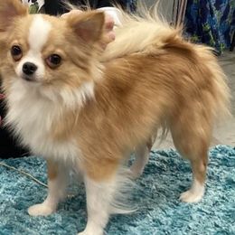 Chihuahuas from Lisa's Chihuahuas