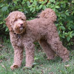 Australian Labradoodles from Seven Hills Australian Labradoodles