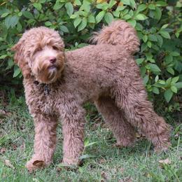 Australian Labradoodles from Seven Hills Australian Labradoodles