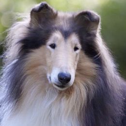 Collies from Marnus Collies