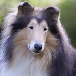 Collies from Marnus Collies
