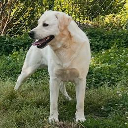 Kooper - Yellow male Labrador Retriever puppy in Harlan, Kentucky from Kamalot Kennels