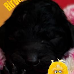 BIRDIE - Black female Poodle puppy in Thornton, Colorado from Shandy Poodle