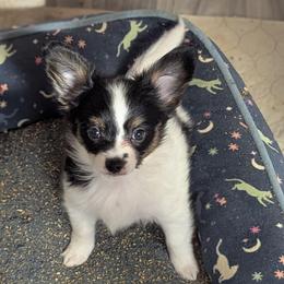 Titus - White black and tan male Papillon puppy in Joshua, Texas from Summertime Kennels