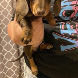 Dachshund Puppies from Dreaming of Dachshunds