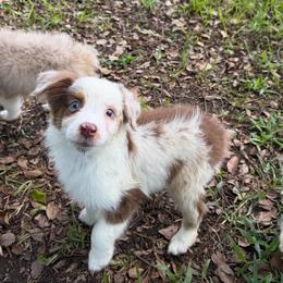 Boy 4 - Red merle male Australian Shepherd puppy in Lakeland, Florida from Infinite Aussies