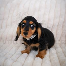 Snap - Black and tan male Dachshund puppy in Temecula, California from Naomi Magee's Dachshund Kennel