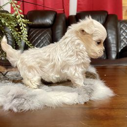 Maltese, Miniature Schnauzer, and Yorkshire Terrier Puppies from Sassy Yorkie , miniature schnauzer , Maltese Love of Alabama