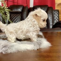 Maltese, Miniature Schnauzer, and Yorkshire Terrier Puppies from Sassy Yorkie , miniature schnauzer , Maltese Love of Alabama