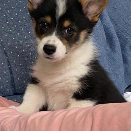 Pembroke Welsh Corgi Puppies from Cartee Corgis