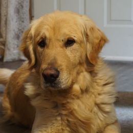 Odin - Golden Retriever