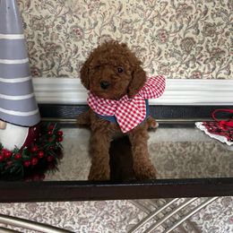 Ariel - Cream female Goldendoodle puppy in Mint Hill, North Carolina from DoodleForever